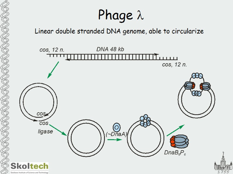 Phage l Linear double stranded DNA genome, able to circularize